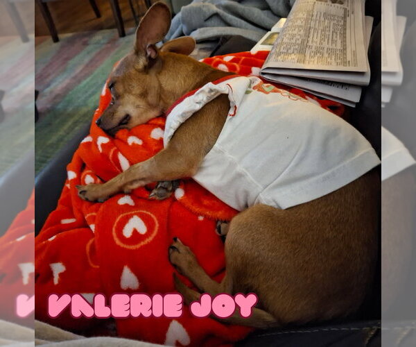 Medium Photo #3 Chiweenie Puppy For Sale in San Antonio, TX, USA