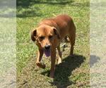 Small #3 Labrador Retriever Mix