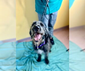 German Wirehaired Pointer-Poodle (Standard) Mix Dogs for adoption in Ogden, UT, USA