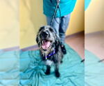 Small German Wirehaired Pointer-Poodle (Standard) Mix