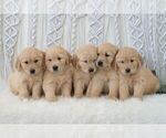 Small #2 Golden Retriever