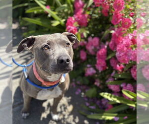 American Pit Bull Terrier-Unknown Mix Dogs for adoption in Rohnert Park, CA, USA
