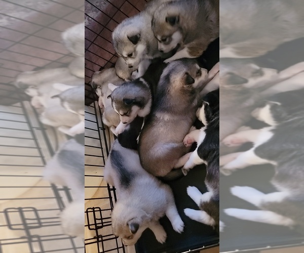 Medium Photo #5 Alaskan Husky-Wolf Hybrid Mix Puppy For Sale in TIFTON, GA, USA