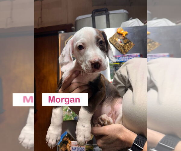 Medium Photo #1 Mutt Puppy For Sale in Claremore, OK, USA