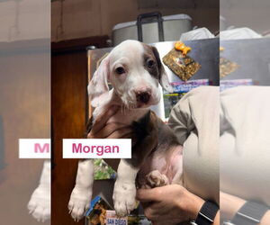 Mutt Dogs for adoption in Claremore, OK, USA