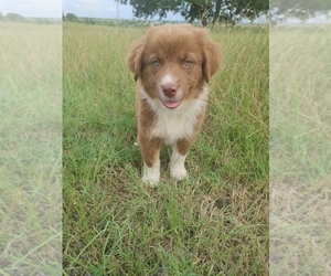 Australian Shepherd Puppy for sale in TAYLOR, TX, USA