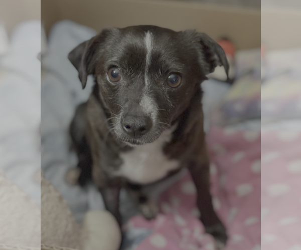 Medium Photo #2 Chihuahua-Unknown Mix Puppy For Sale in Bellevue, WA, USA