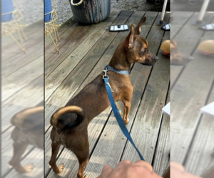 Chihuahua-Unknown Mix Dogs for adoption in Cranston, RI, USA