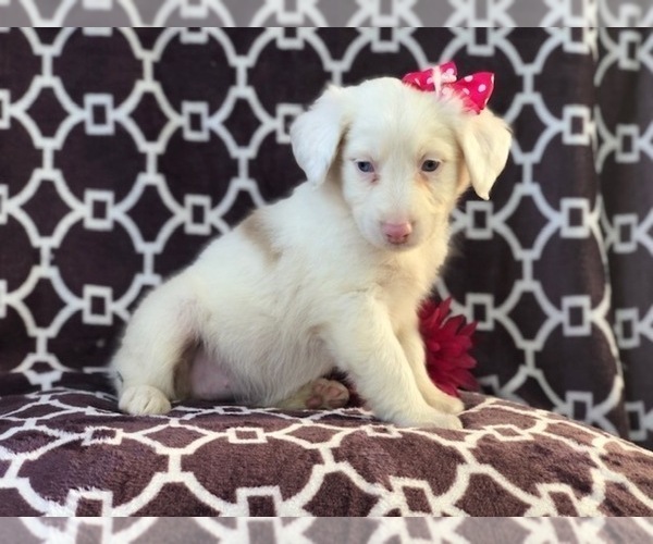 Medium Photo #6 Australian Shepherd Puppy For Sale in LAKELAND, FL, USA