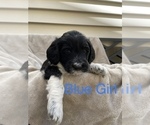 Small Photo #2 -Goldendoodle Mix Puppy For Sale in SEATTLE, WA, USA