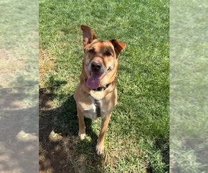 Shepradors Dogs for adoption in Lancaster, PA, USA