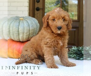 Goldendoodle (Miniature) Puppy for sale in PARADISE, PA, USA