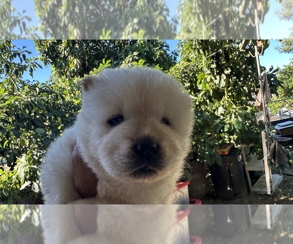 Medium Photo #1 Chow Chow Puppy For Sale in FONTANA, CA, USA