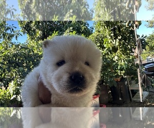 Chow Chow Puppy for sale in FONTANA, CA, USA