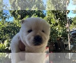 Image preview for Ad Listing. Nickname: Baby boy