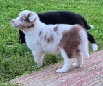 Puppy Selenite Border-Aussie