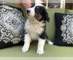 Small Photo #47 Miniature Australian Shepherd Puppy For Sale in LA CANADA FLINTRIDGE, CA, USA