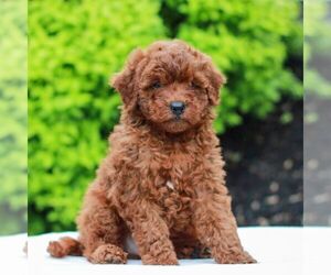 Goldendoodle (Miniature) Puppy for sale in LITITZ, PA, USA