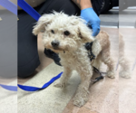 Dulce de Leche - Male Poodle (Miniature)-Unknown Mix Dog for Adoption - Small photo