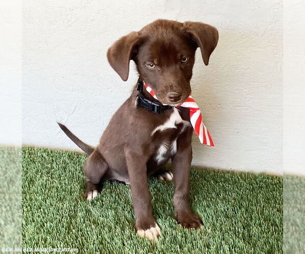 Medium Photo #2 Chocolate Labrador retriever-Unknown Mix Puppy For Sale in San Diego, CA, USA