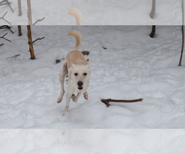 Medium Photo #13 Saluki-Whippet Mix Puppy For Sale in Sebec, ME, USA