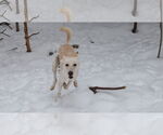 Small #12 Saluki-Whippet Mix