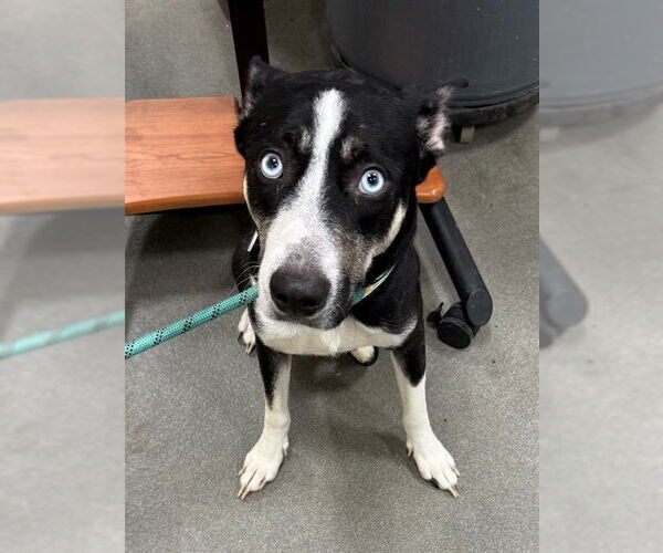 Medium Photo #1 Siberian Husky-Unknown Mix Puppy For Sale in Forestville, MD, USA