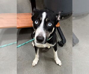 Siberian Husky-Unknown Mix Dogs for adoption in Forestville, MD, USA