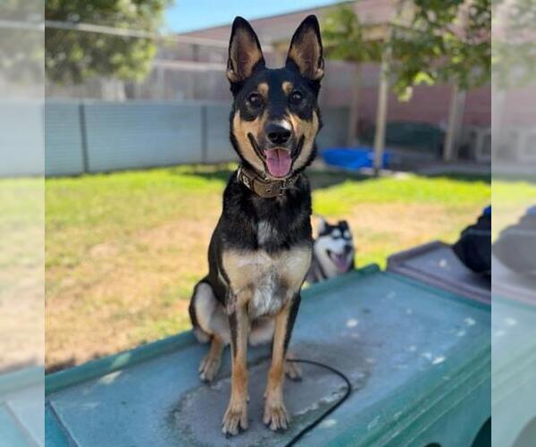 Medium Photo #1 German Shepherd Dog Puppy For Sale in Modesto, CA, USA