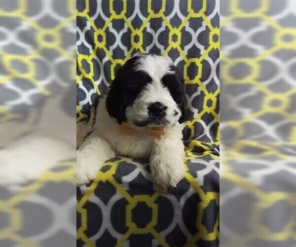 Medium Photo #6 Saint Berdoodle Puppy For Sale in LANCASTER, PA, USA