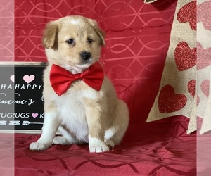 American Eskimo Dog-Unknown Mix Puppy for sale in LANCASTER, PA, USA
