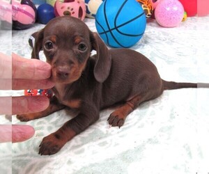 Dachshund Puppy for sale in RATTAN, OK, USA