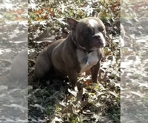 Mother of the American Bully puppies born on 11/30/2022