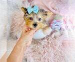 Small #5 Morkie