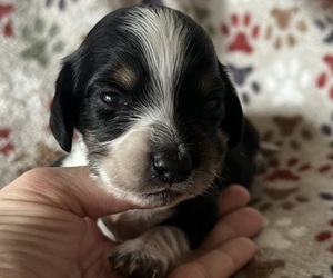 Dachshund Puppy for sale in BOSWELL, IN, USA