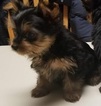 Small Photo #9 Yorkshire Terrier Puppy For Sale in SUWANEE, GA, USA