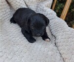 Small Photo #20 ShihPoo Puppy For Sale in CLARE, MI, USA