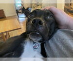 Small #7 Labrador Retriever Mix