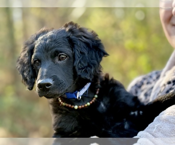 Medium Photo #7 Goldendoodle-Poovanese Mix Puppy For Sale in EVANS, GA, USA