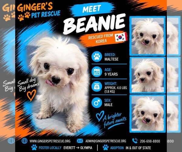 Medium Photo #1 Maltese Puppy For Sale in Seattle, WA, USA