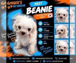 Beanie from Korea - Male Maltese Dog for Adoption