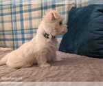 Small Photo #17 Maltese Puppy For Sale in OCALA, FL, USA