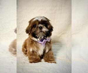 Shih Tzu Puppy for sale in ANTELOPE, CA, USA