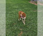 Small #3 Beagle Mix