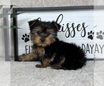 Small #4 Yorkshire Terrier