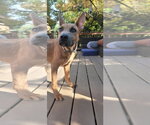 Small #2 Mutt
