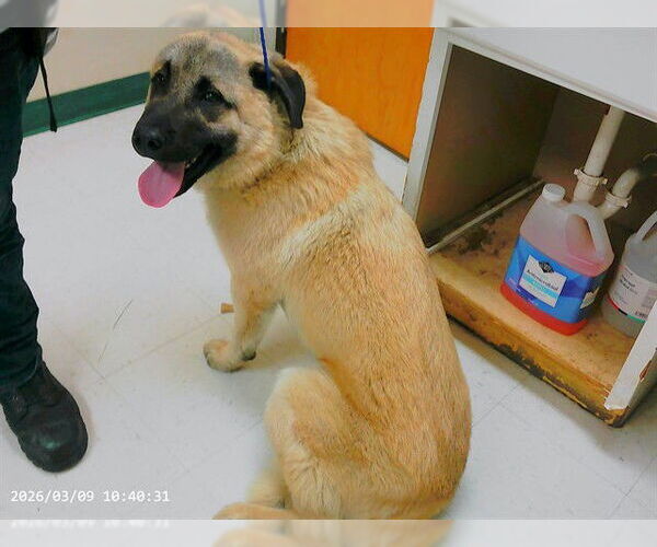 Medium Photo #1 Anatolian Shepherd-Unknown Mix Puppy For Sale in Oroville, CA, USA