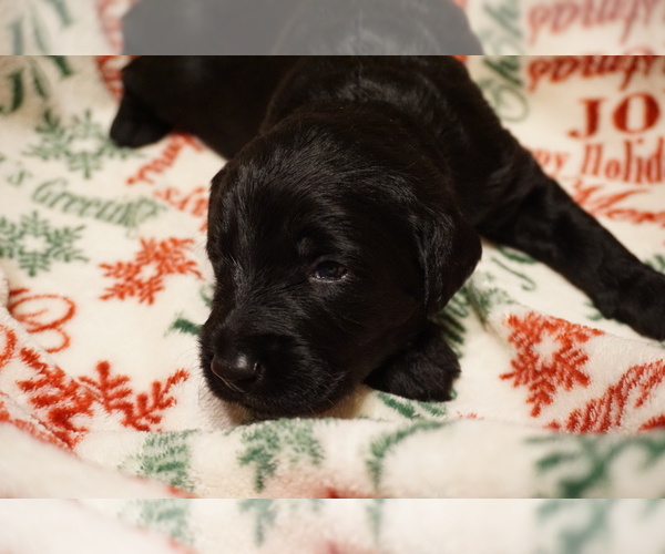 Medium Photo #1 Labradoodle Puppy For Sale in CHEHALIS, WA, USA