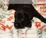 Small Photo #1 Labradoodle Puppy For Sale in CHEHALIS, WA, USA