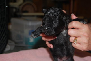 Newfoundland Puppy for sale in MURFREESBORO, TN, USA